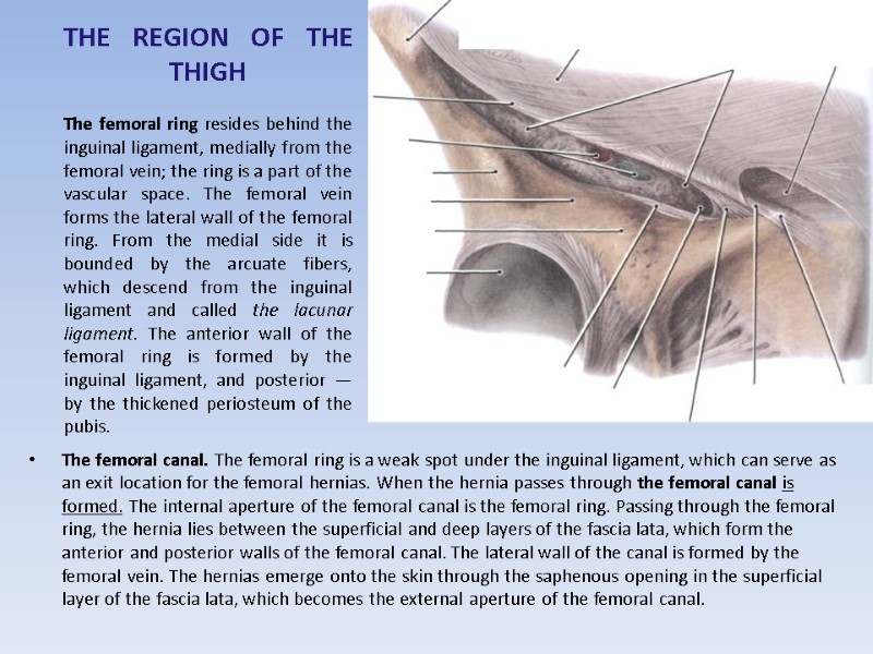 THE REGION OF THE THIGH  The femoral ring resides behind the inguinal ligament,